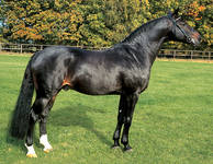 Horse_Carismo-_2.jpg