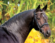 Horse_Carismo-_3.jpg