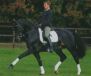 Horse_Carismo.jpg