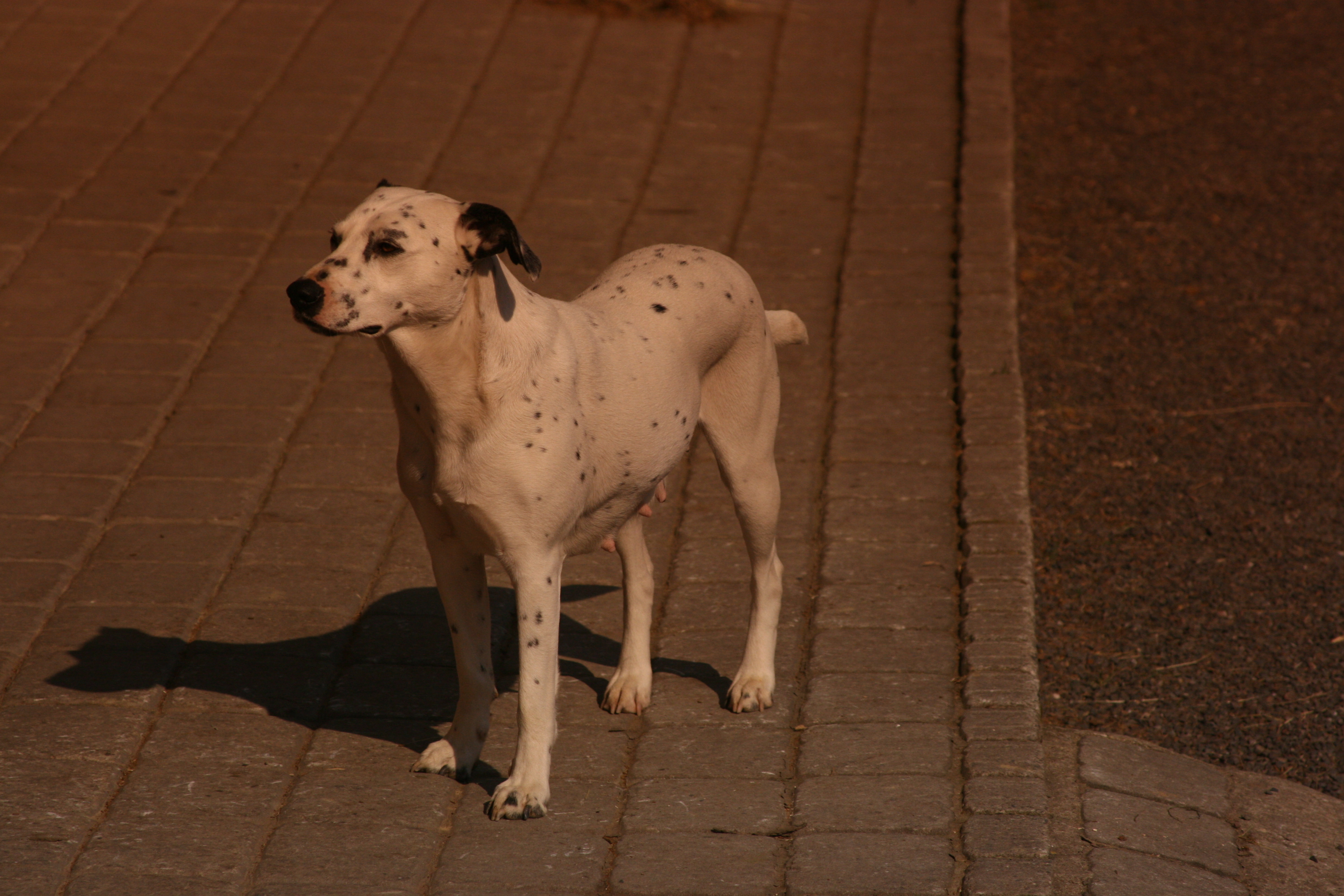 IMG_7412.jpg